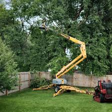 Professional Tree Services in Schofield, WI