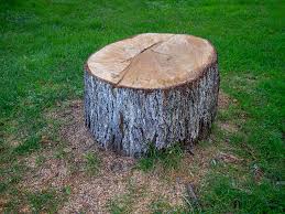 Best Palm Tree Trimming  in Schofield, WI