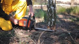 Best Leaf Removal  in Schofield, WI
