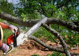Best Seasonal Cleanup (Spring/Fall)  in Schofield, WI