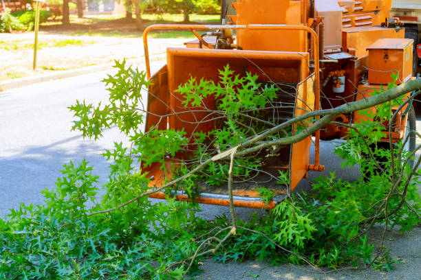 Best Tree Health Inspection  in Schofield, WI
