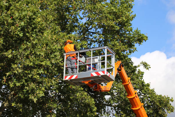 Best Aeration Services  in Schofield, WI