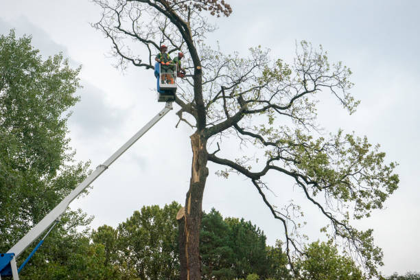 How Our Tree Care Process Works  in  Schofield, WI