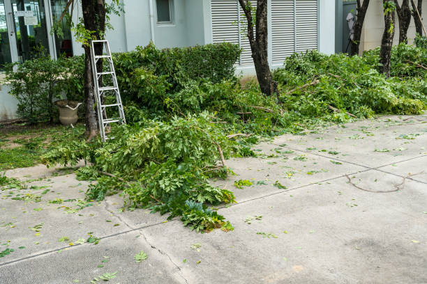 Best Root Management and Removal  in Schofield, WI