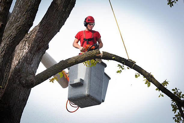 Best Tree Trimming and Pruning  in Schofield, WI