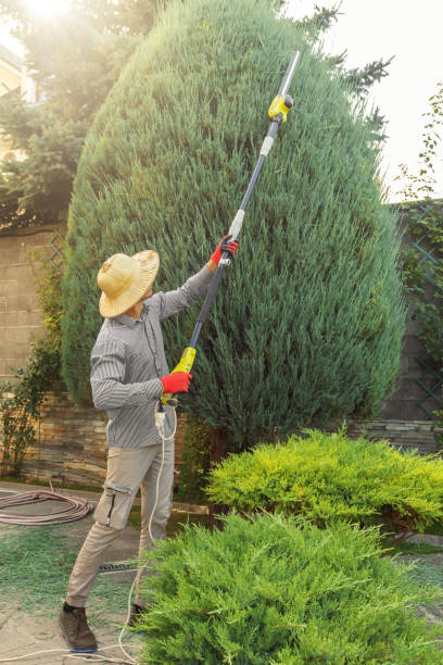 Best Tree Maintenance Programs  in Schofield, WI