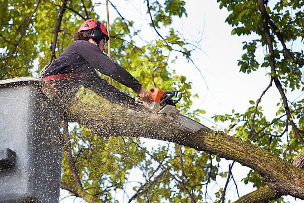 Best Arborist Consultation Services  in Schofield, WI